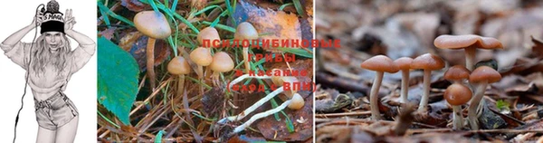 гашик Каменногорск